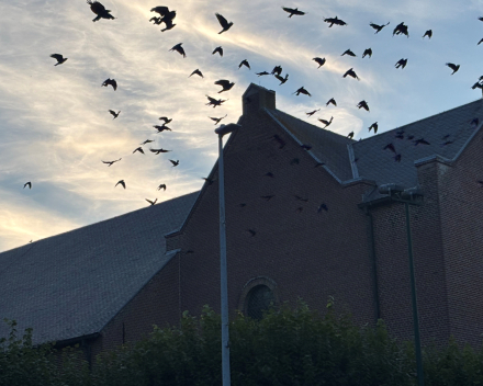 Hitchcock pose in Zedelgem