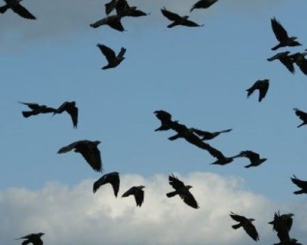 Over kraaien, kauwen en gamba's