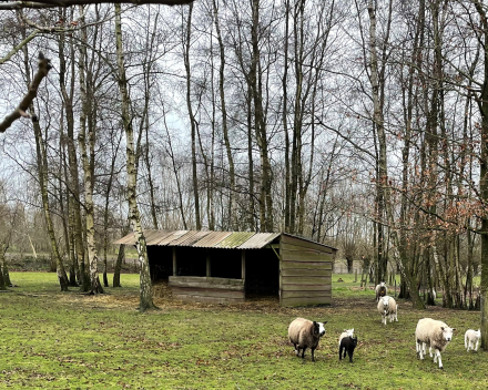 Waarom ik van schapen hou?
