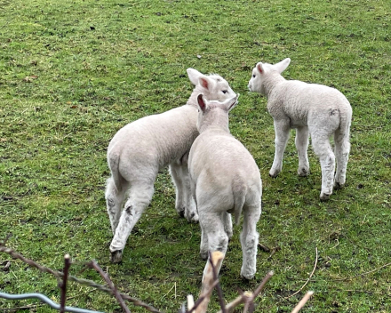 Waarom ik van schapen hou?