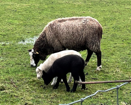 Waarom ik van schapen hou?