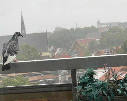 Hopen op augustus, maar niet zeuren en klagen