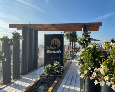 King Matty Beach Blankenberge