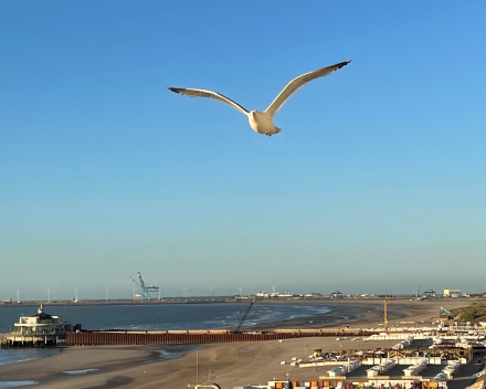 29 juni - het blijft zomeren - familie van Jonathan Livingston seagirll (album Neil Diamond)