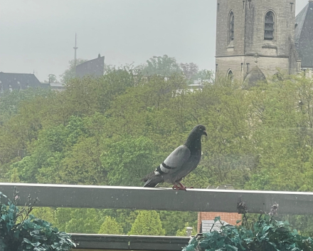 Het is niet Jori maar Moat die...
