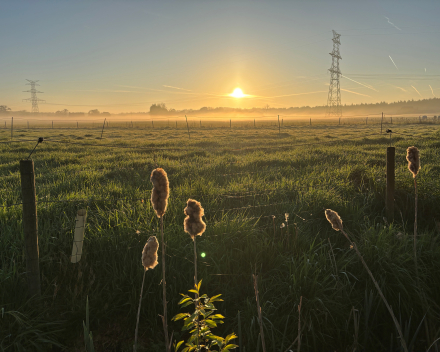 De morgenstond heeft goud in de mond !