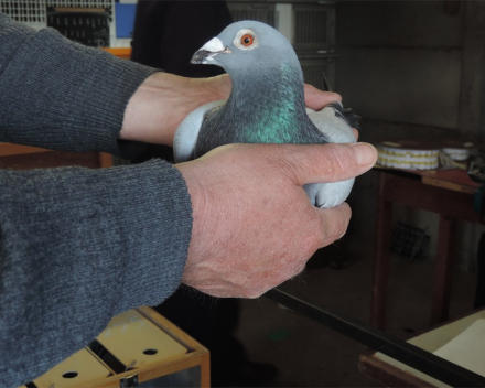 wegdromen door een duif