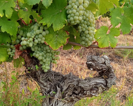 Chateau des Couldraies / Sauvignon / AOP Touraine