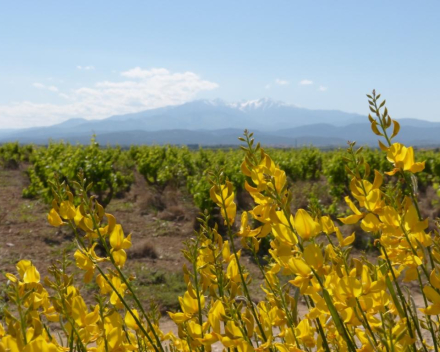 Mas Planères 2019  IGP Côtes Catalanes - € 6.90 btw inb.