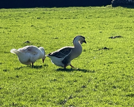 A walk in the park