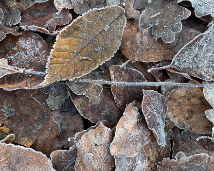 1ste parkwandeling sedert 21 december 2021