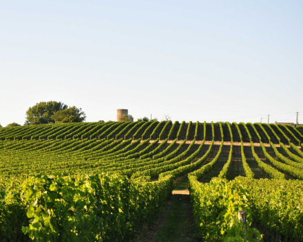 De wijnen van domaine des Graves d'Ardonneau op onze degustatie