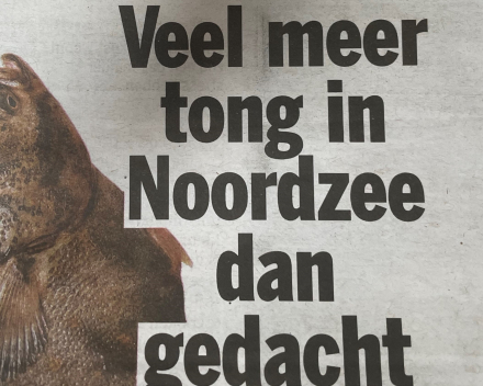 Prijsvraag: pladijs en tong - welke links, welke rechts