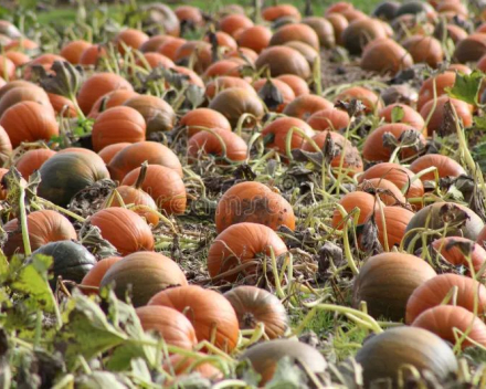 Pompoenen in de soep gedraaid
