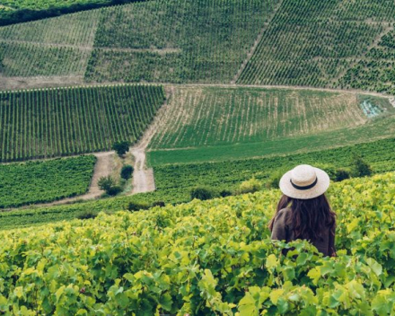 Sancerre  AOP  La Perrière  2019  Domaine Guy Saget