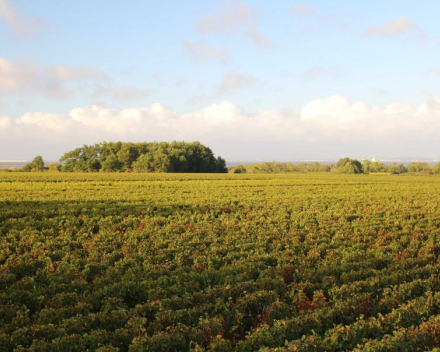uitkijken naar volgend weekend met gamba's en champagne
