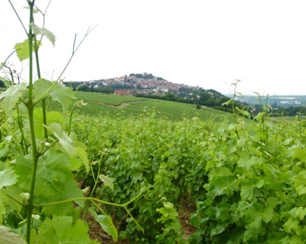 Sancerre  Raimbault   Les Belles Côtes   AOP Sancerre    