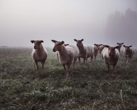 Je schaapjes op het droge hebben