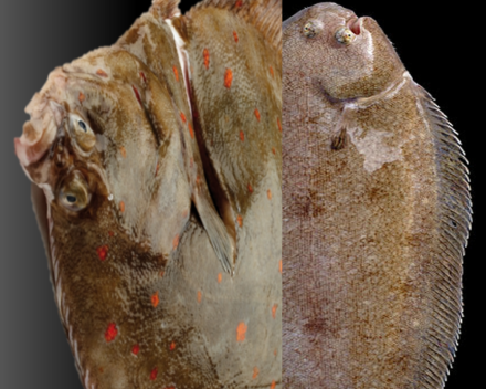 Prijsvraag: pladijs en tong - welke links, welke rechts