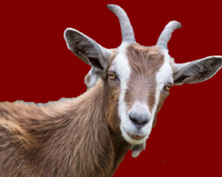 Een dafalganneke en hop met de geit