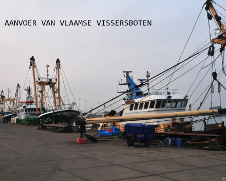 Het kleinste tongetje wordt nog iets kleiner