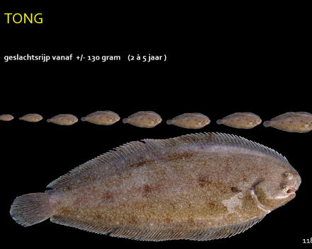 Het kleinste tongetje wordt nog iets kleiner