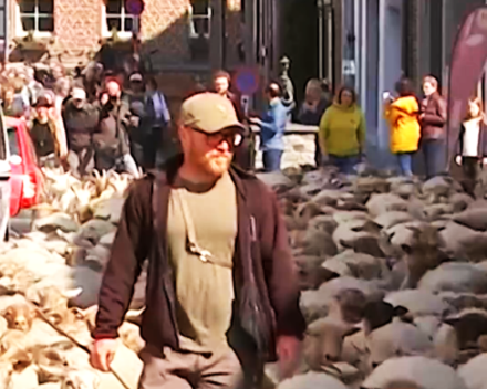 Op stap met de schapen naar de Sint-Pietersberg