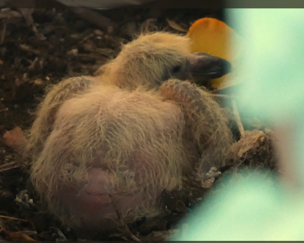 De eerste foto van ons blutsekakkertje