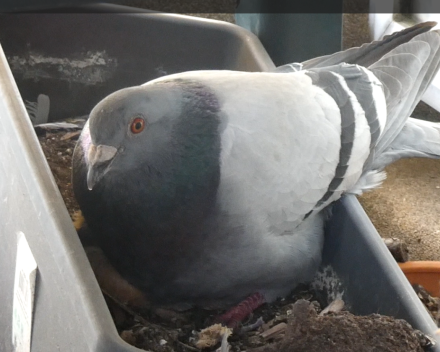 De eerste foto van ons blutsekakkertje