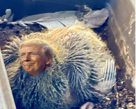 Fucky Trump