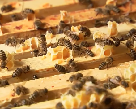 Nougatdeeg voor honingbijen