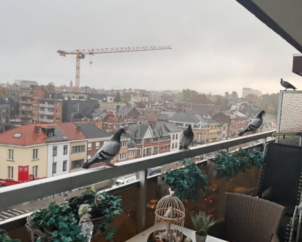 één, twee drie, viere, vuve, zesse?