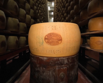 De productie van Parmigiano Regiano komt in het gedrang