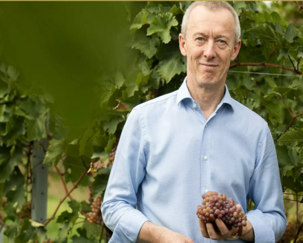 GRUNER VELTLINER  SCHEIBEN  OOSTENRIJK