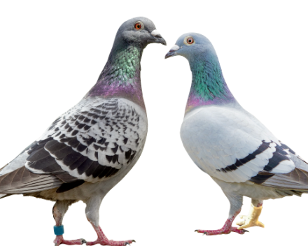 Of ik eenzaam ben op deze Hoogdag?