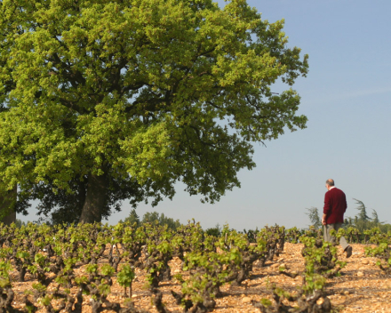 Domaine Grès Saint Paul / Muscat de Lunel AOP / Sevillane