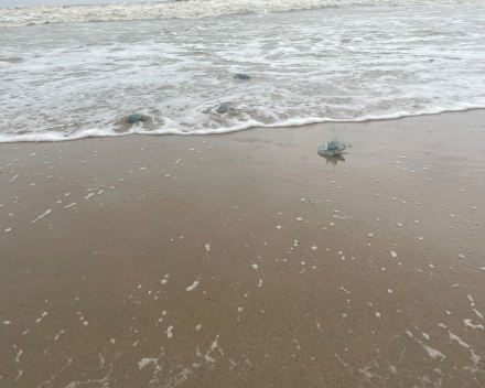 Op het strand de storm getrotseerd