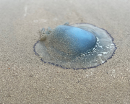 Op het strand de storm getrotseerd