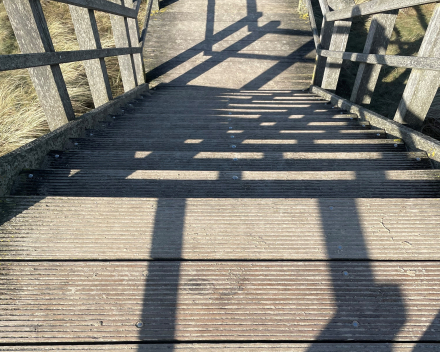 Krokusmodus: een zonnige wandeling