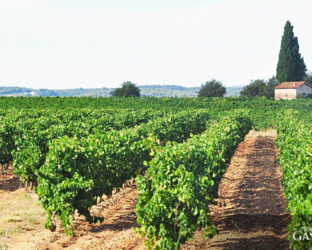 Terrà   Moulin de Gassac  AOP Languedoc  € 11.25 btw inb.