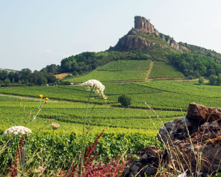 Pouilly Fuissé Vieilles Vignes   D.Pollier