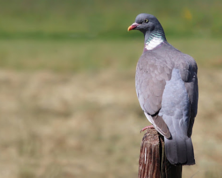 wegdromen door een duif