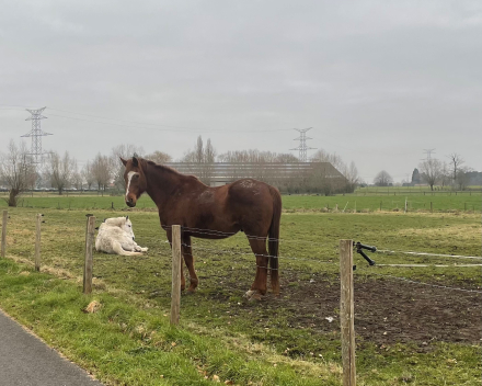 Wachten op de bakker om haar ontbijt op bed te brengen