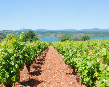 Guilhem    Moulin de Gassac   IGP  de l'Hérault  2019   € 7.20  btw in