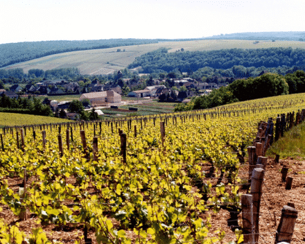 Domaine Séguinot - Bordet / AOP Chablis 1e cru / Fourchaume