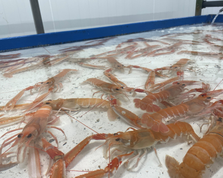 Levende Noordzeekreeft en langoustines bij W&A Fish