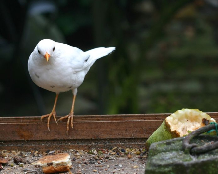 Over witte merels en blutsekakkers