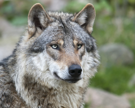 Welkom wolf