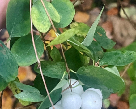 Wandelen in An 'hare nof'