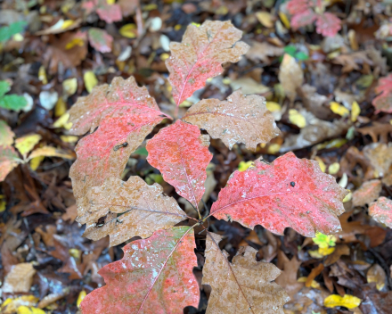 Wandelen in An 'hare nof'